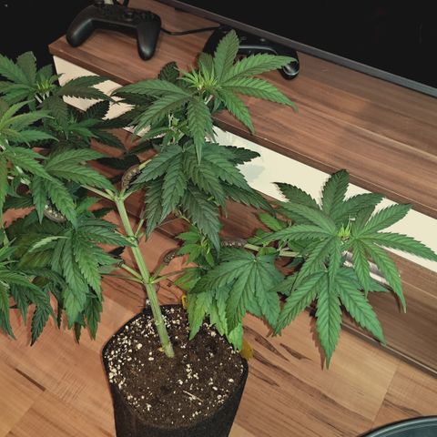 Red Hot Cookies growlog timeline photo