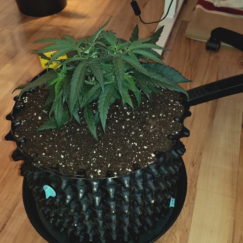 Red Hot Cookies growlog timeline photo