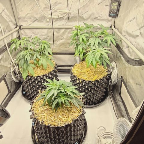 Red Hot Cookies growlog timeline photo