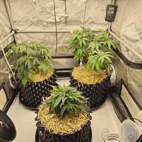 Red Hot Cookies growlog timeline photo