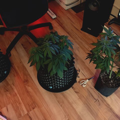 Red Hot Cookies growlog timeline photo