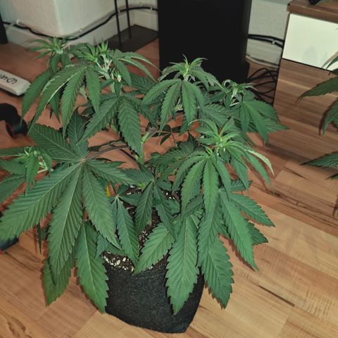 Red Hot Cookies growlog timeline photo