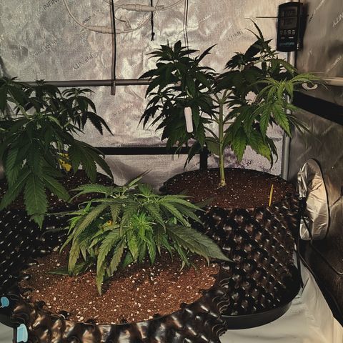 Red Hot Cookies growlog timeline photo