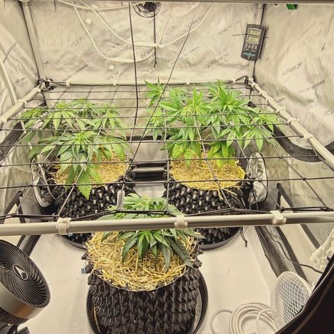 Red Hot Cookies growlog timeline photo
