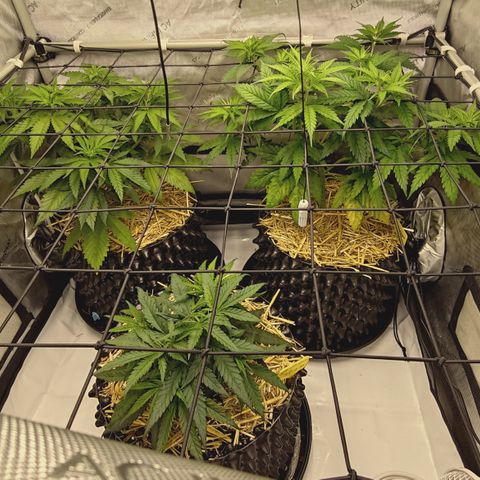 Red Hot Cookies growlog timeline photo