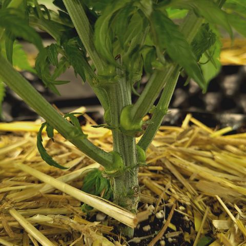 Honey Fried Banana growlog timeline photo