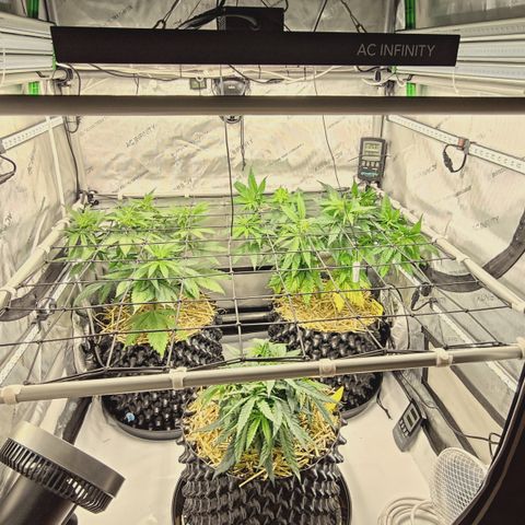 Red Hot Cookies growlog photo: Neue adlite Bars links/Rechts
