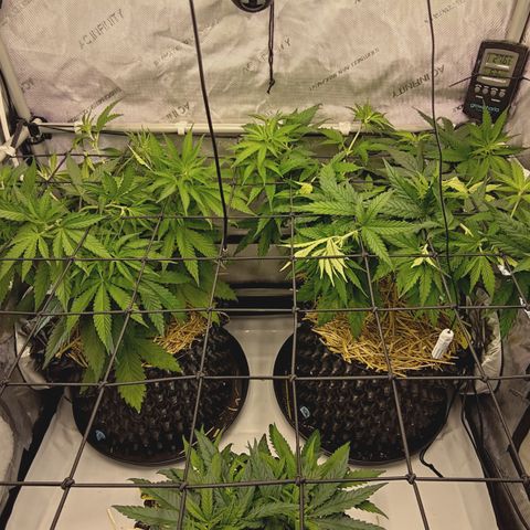 Red Hot Cookies growlog timeline photo