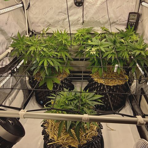 Red Hot Cookies growlog timeline photo
