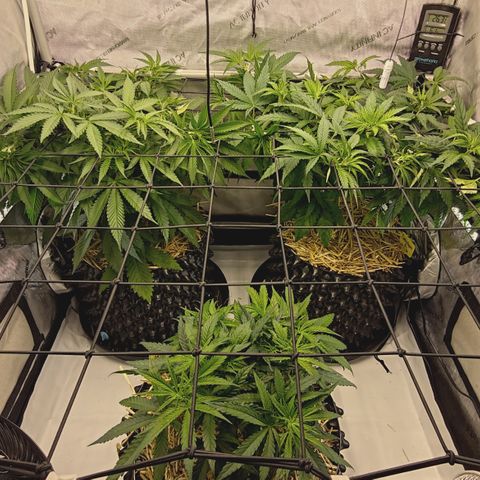 Red Hot Cookies growlog timeline photo