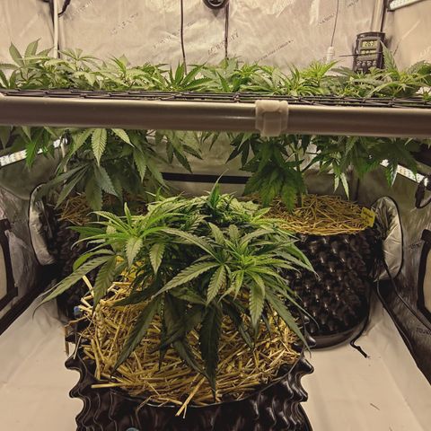 Red Hot Cookies growlog timeline photo