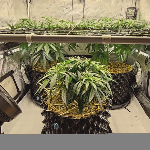 Red Hot Cookies growlog timeline photo