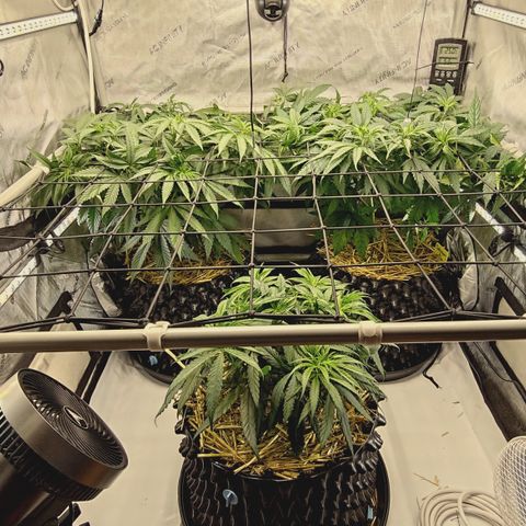 Red Hot Cookies growlog timeline photo