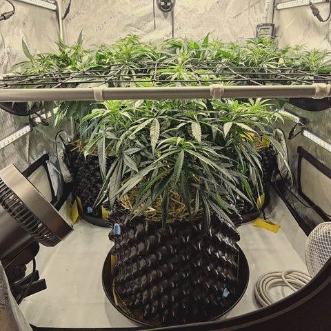 Red Hot Cookies growlog timeline photo