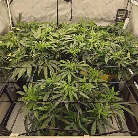 Red Hot Cookies growlog timeline photo