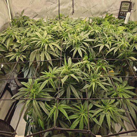 Red Hot Cookies growlog timeline photo