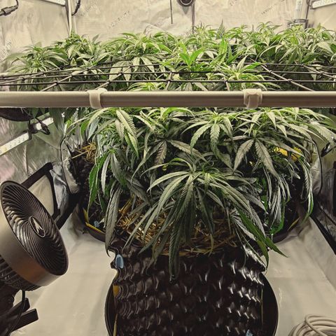 Red Hot Cookies growlog timeline photo