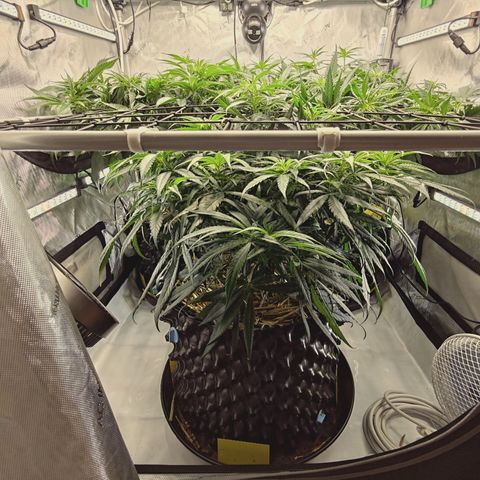 Red Hot Cookies growlog timeline photo