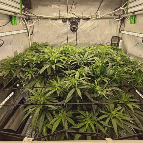 Red Hot Cookies growlog timeline photo