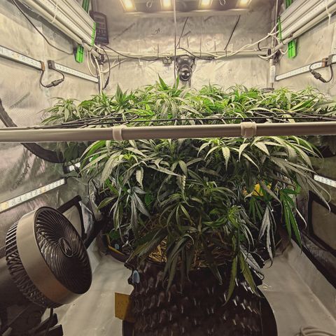 Red Hot Cookies growlog timeline photo