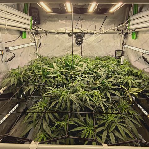 Red Hot Cookies growlog timeline photo