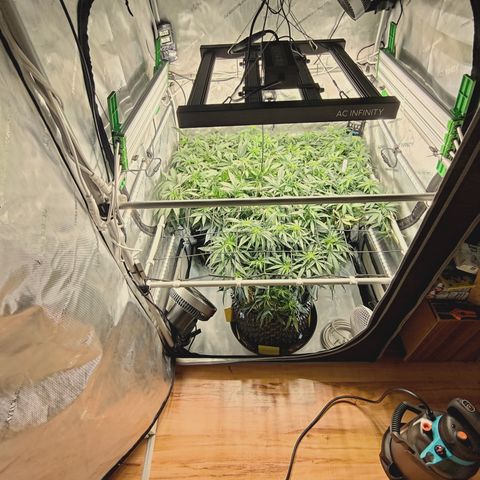Red Hot Cookies growlog timeline photo