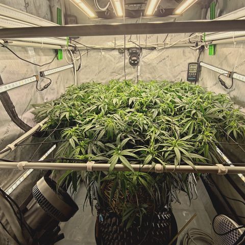 Red Hot Cookies growlog timeline photo