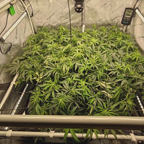 Red Hot Cookies growlog timeline photo