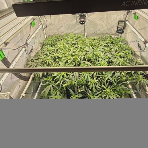 Red Hot Cookies growlog timeline photo