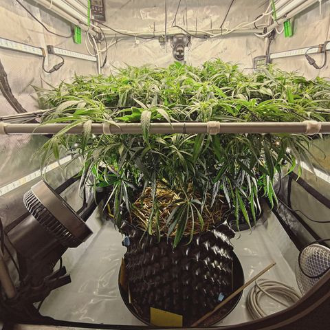 Red Hot Cookies growlog timeline photo
