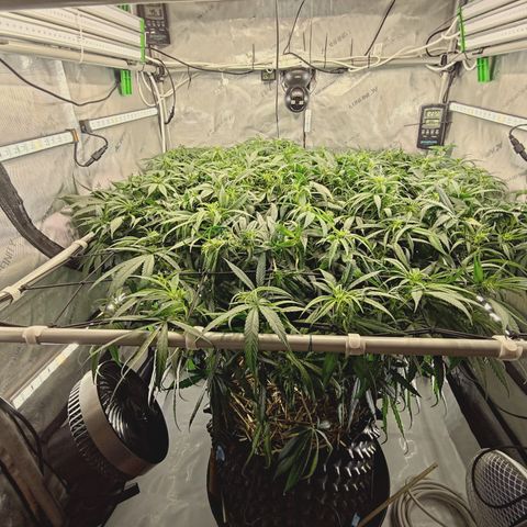 Red Hot Cookies growlog timeline photo