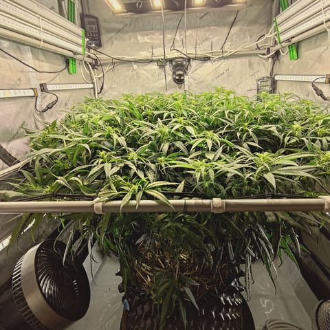 Red Hot Cookies growlog timeline photo