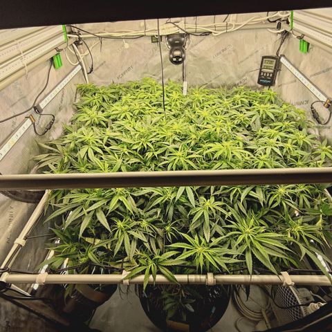 Red Hot Cookies growlog timeline photo