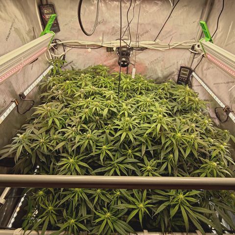 Red Hot Cookies growlog timeline photo