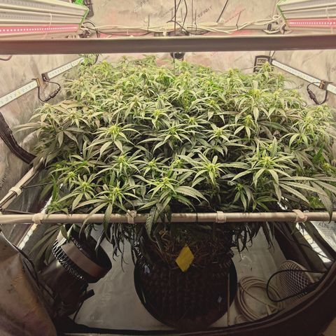 Red Hot Cookies growlog timeline photo