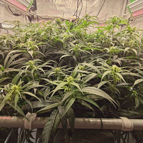 Red Hot Cookies growlog timeline photo