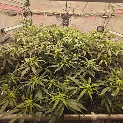 Red Hot Cookies growlog timeline photo