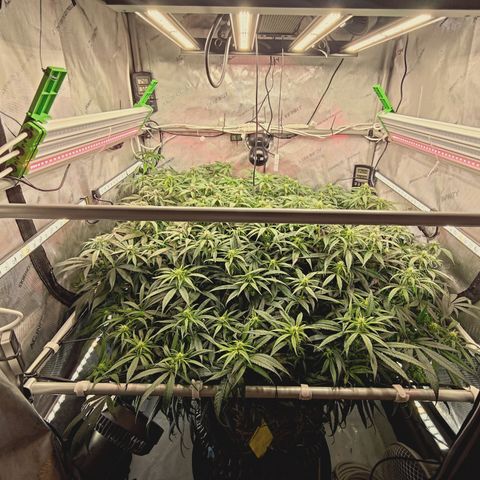 Red Hot Cookies growlog timeline photo