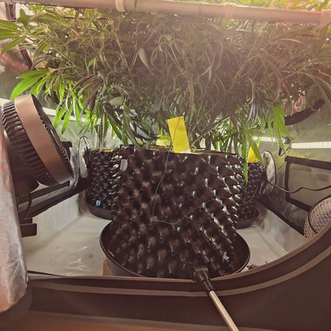 Red Hot Cookies growlog timeline photo