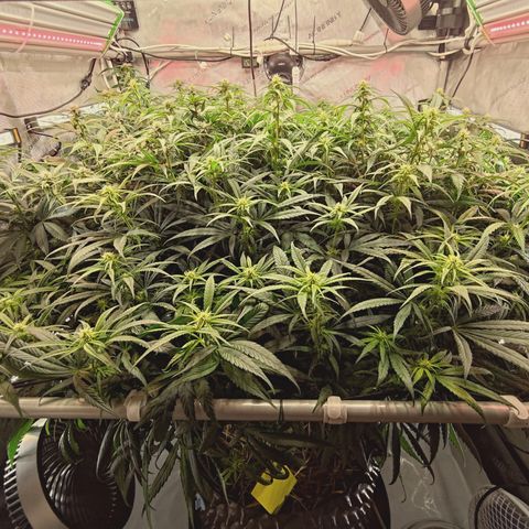 Red Hot Cookies growlog timeline photo