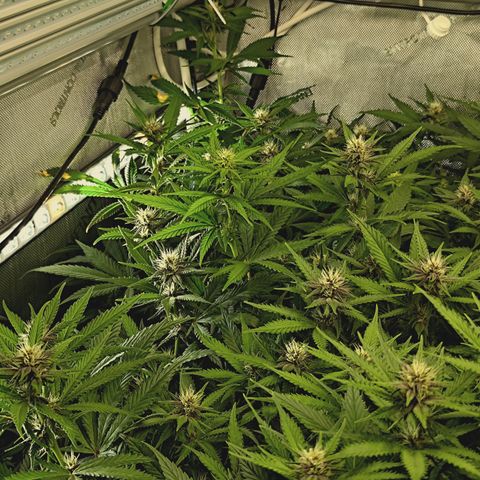 Red Hot Cookies growlog timeline photo