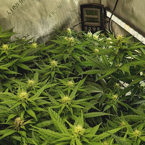 Red Hot Cookies growlog timeline photo