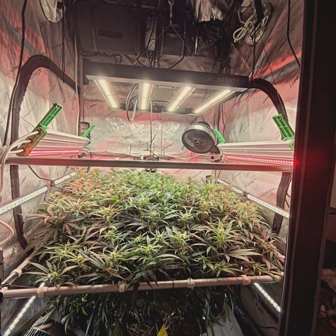 Red Hot Cookies growlog timeline photo