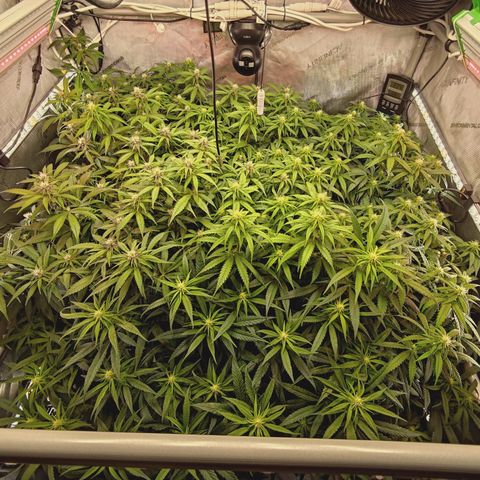 Red Hot Cookies growlog timeline photo