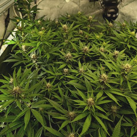 Red Hot Cookies growlog timeline photo