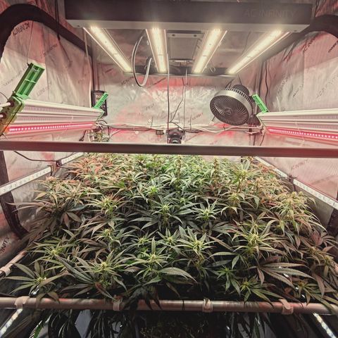 Red Hot Cookies growlog timeline photo