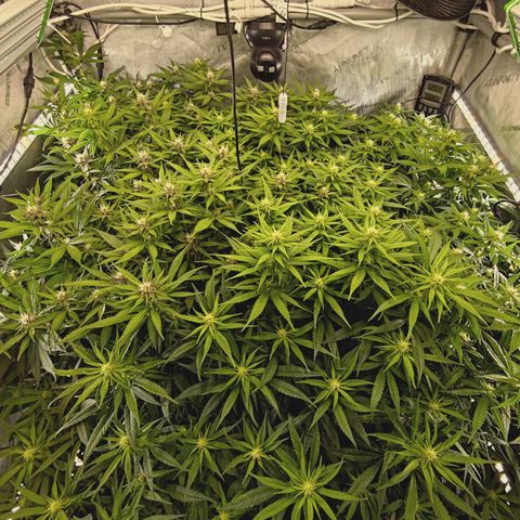Red Hot Cookies growlog timeline photo