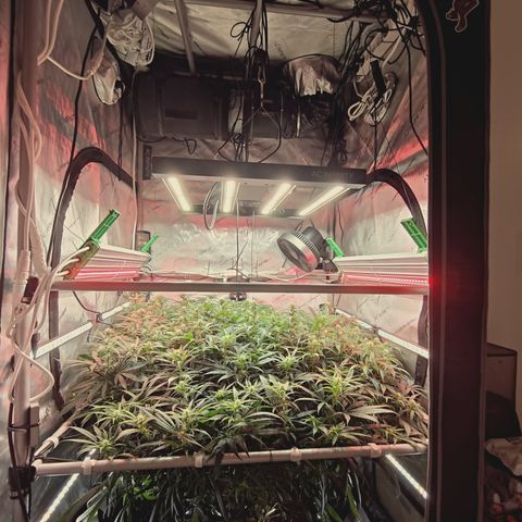 Red Hot Cookies growlog timeline photo