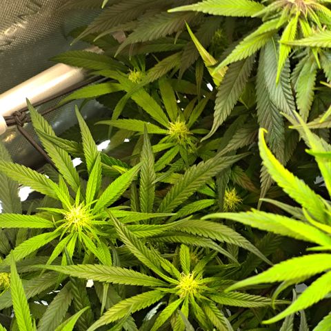 Red Hot Cookies growlog timeline photo