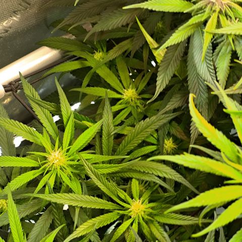 Red Hot Cookies growlog timeline photo